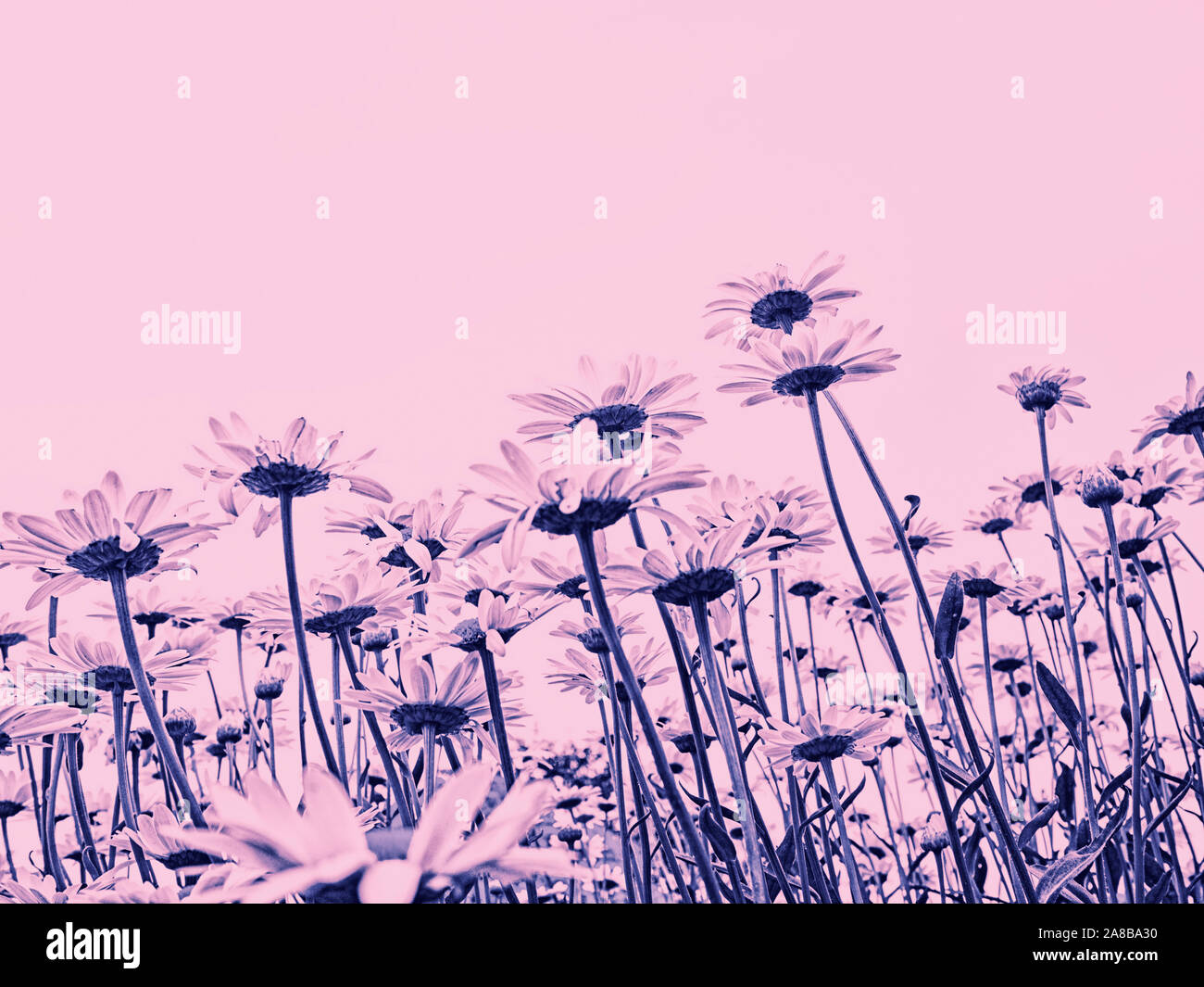 Wildflower daisies low view looking up from below filtered block color purple pink toned spring summer nature background cover with empty copy space Stock Photo