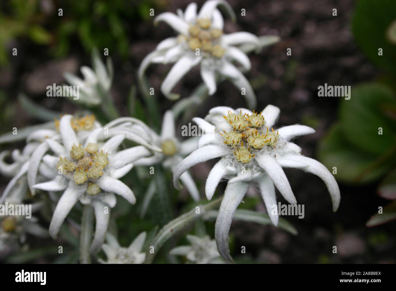 EDELWEISS FLOWERS (LEONTOPODIUM ALPINUM) EUROPEAN ALPINE FLOWERS