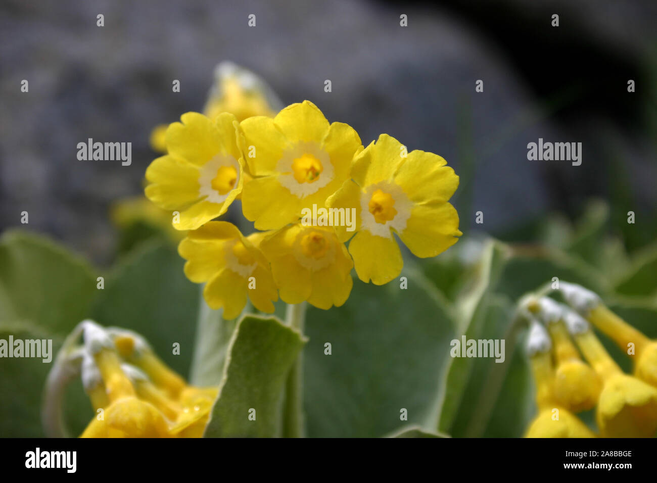 Primula auricula (commonly known as auricula, mountain cowslip or bear's ear). Stock Photo