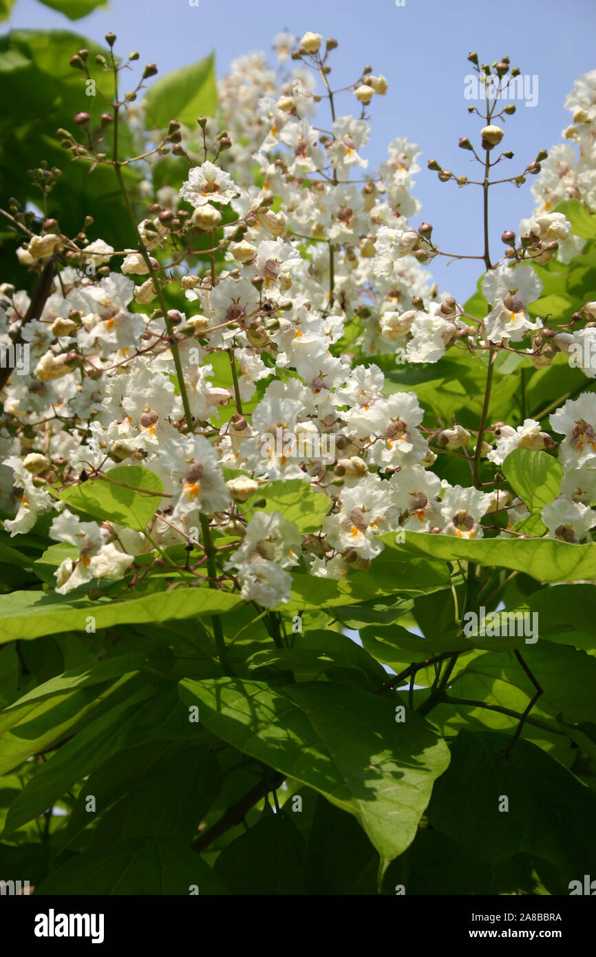 CLOSE-UP OF THE FLOWERS OF CATALPA BIGNONIOIDES CV. AUREA (COMMONLY KNOWN AS SOUTHERN CATALPA, CIGARTREE AND INDIAN-BEAN TREE. Stock Photo