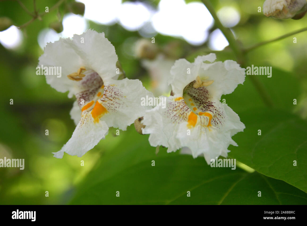 CLOSE-UP OF THE FLOWERS OF CATALPA BIGNONIOIDES CV. AUREA (COMMONLY KNOWN AS SOUTHERN CATALPA, CIGARTREE AND INDIAN-BEAN TREE. Stock Photo