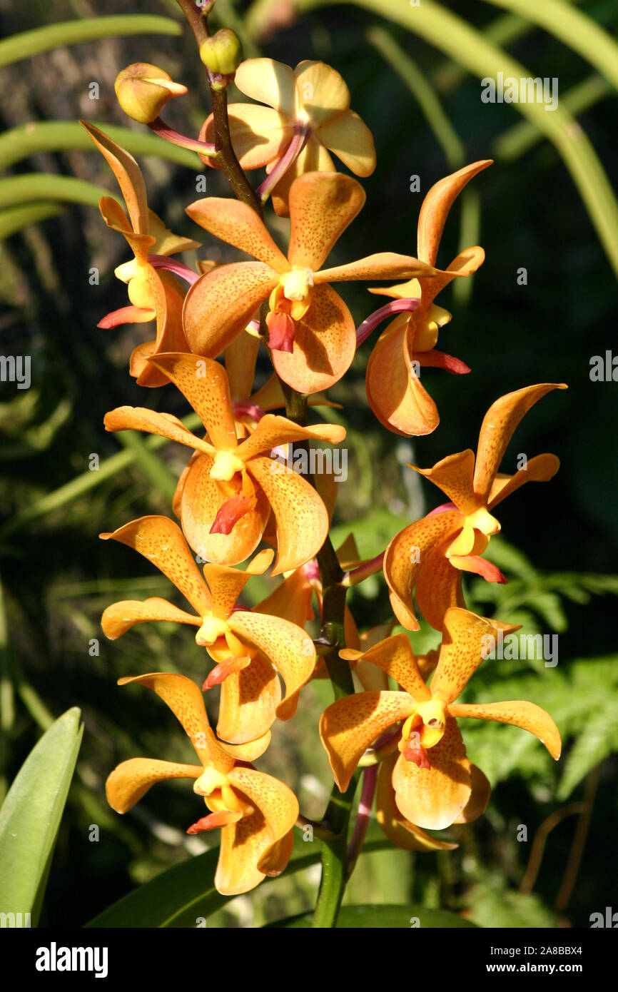 Ascocenda, abbreviated as Ascda is a man-made hybrid orchid genus resulting from a cross between Ascocentrum and Vanda. Shown here is 'Iris Harris' Stock Photo