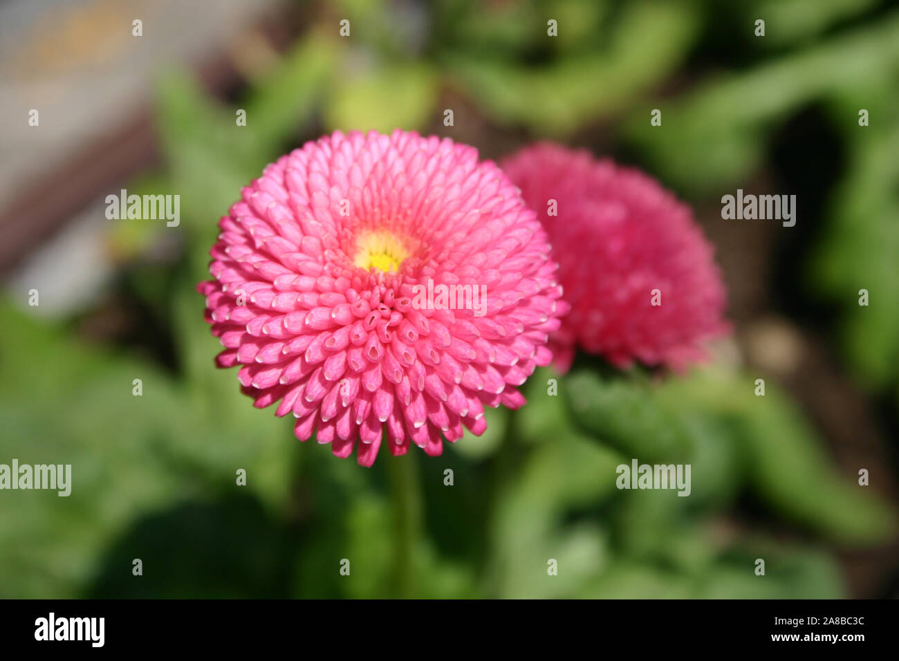 CLOSE-UP OF A COMMON OR ENGLISH DAISY (BELLIS PERENNIS) Stock Photo