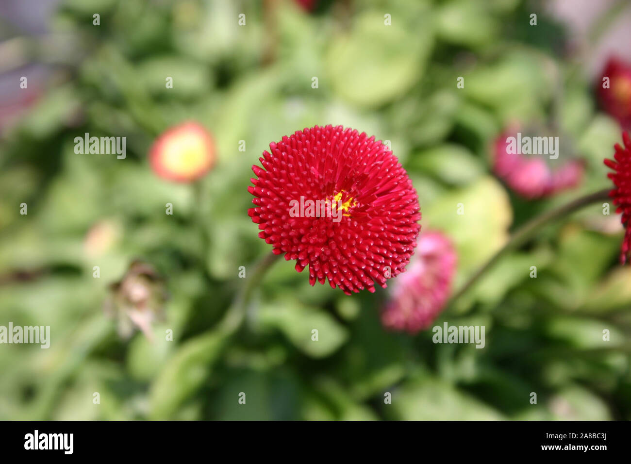 CLOSE-UP OF A COMMON OR ENGLISH DAISY (BELLIS PERENNIS) Stock Photo