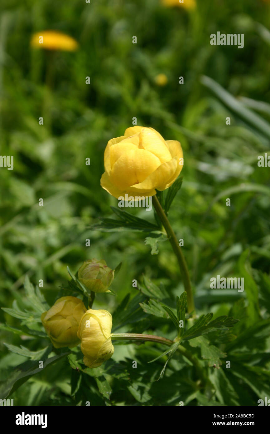 Trollius europaeus (globeflower) is a perennial flowering plant of the family Ranunculaceae. Stock Photo