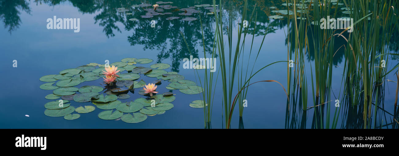 Water lilies in a pond, Denver Botanic Gardens, Denver, Colorado, USA Stock Photo