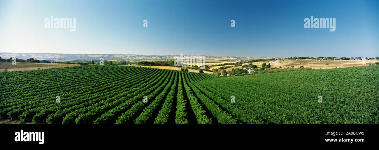 High angle view of a vineyard, McLaren Vale, South Australia, Australia Stock Photo