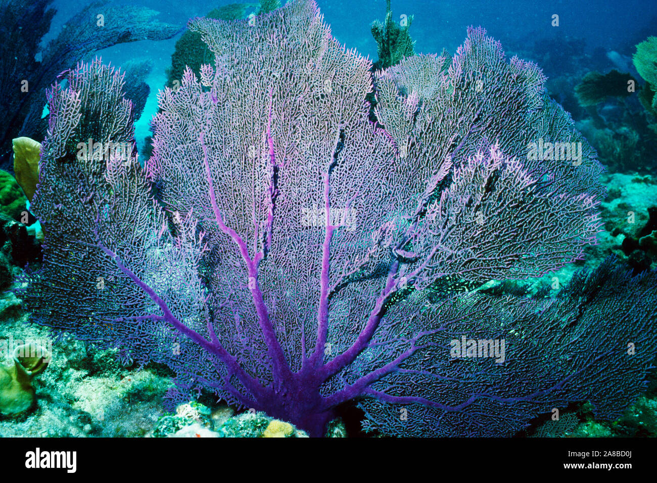 Underwater view of sea fan coral, Pickles Reef, Key Largo, Florida, USA Stock Photo