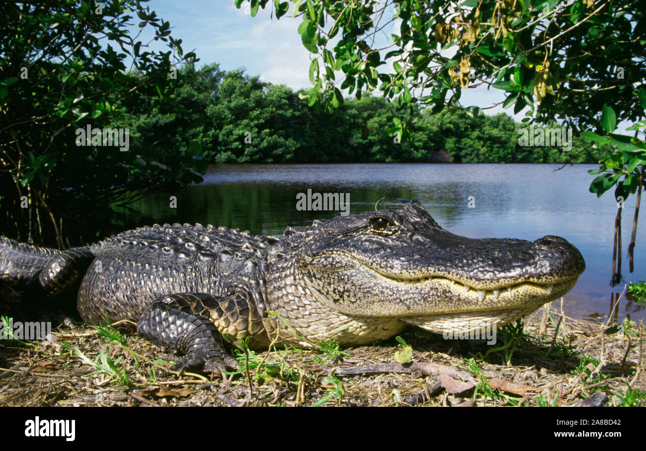Portrait of American alligator (Alligator mississippiensis) lying down with pond in background, Everglades National Park, Florida, USA Stock Photo