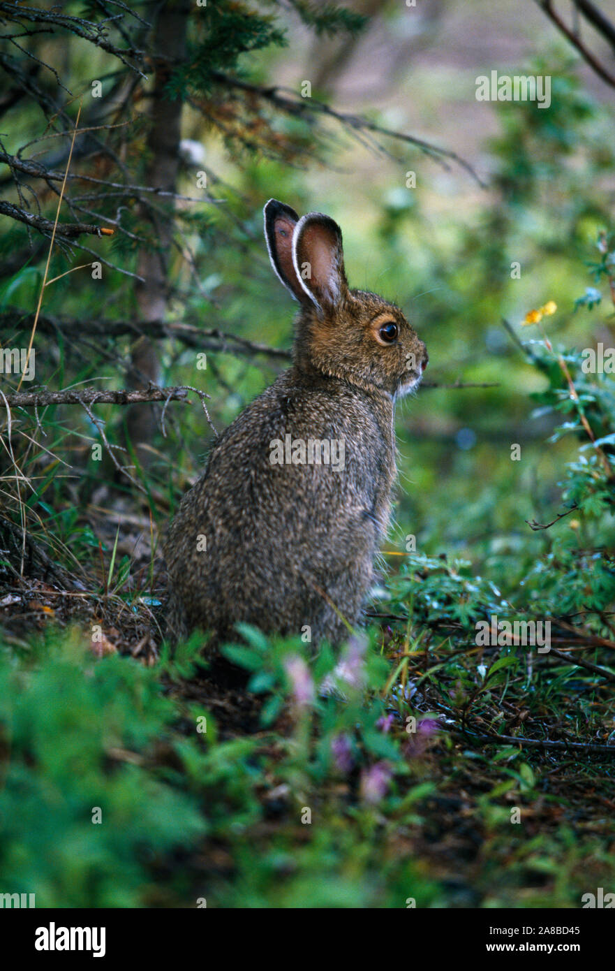 Snowshoe hare (Lepus americanus) sitting in forest, Alaska, USA Stock Photo