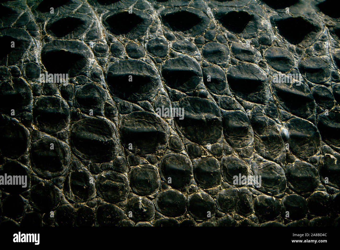 Close-up of scales of saltwater crocodile (Crocodylus porosus) Stock Photo