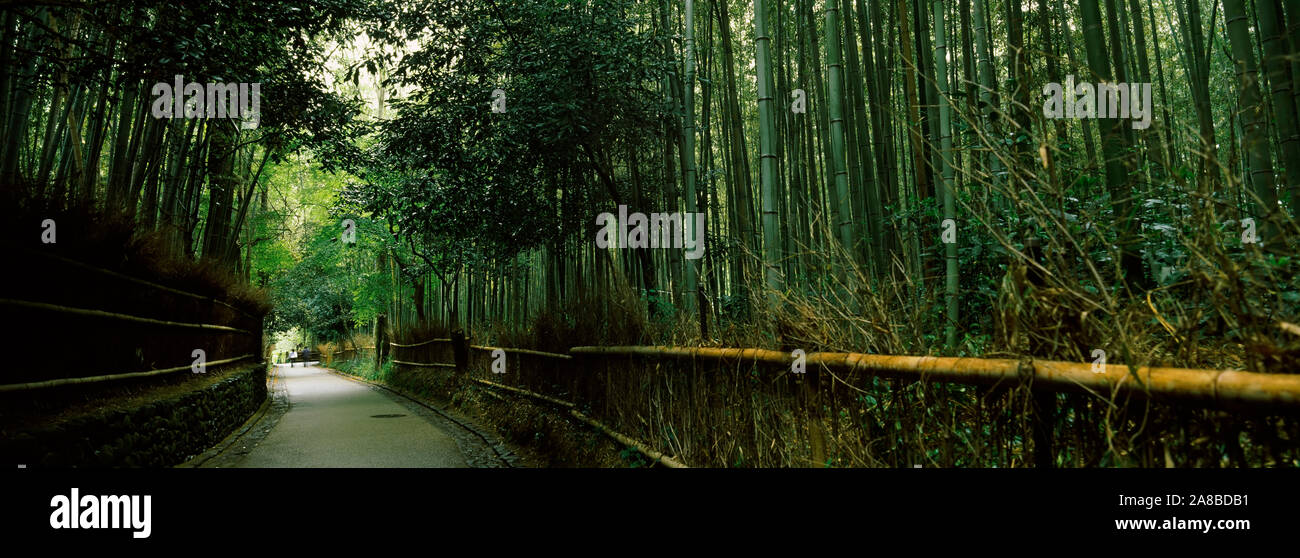 Road passing through a bamboo forest, Arashiyama, Kyoto Prefecture, Kinki Region, Honshu, Japan Stock Photo