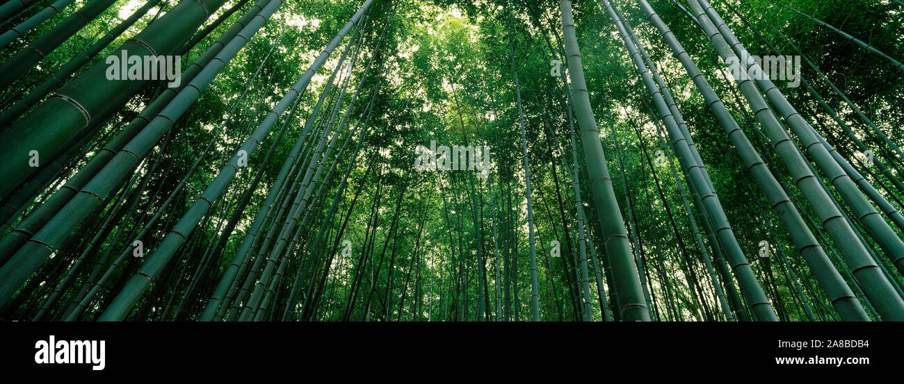 Low angle view of bamboo trees, Arashiyama, Kyoto Prefecture, Kinki Region, Honshu, Japan Stock Photo