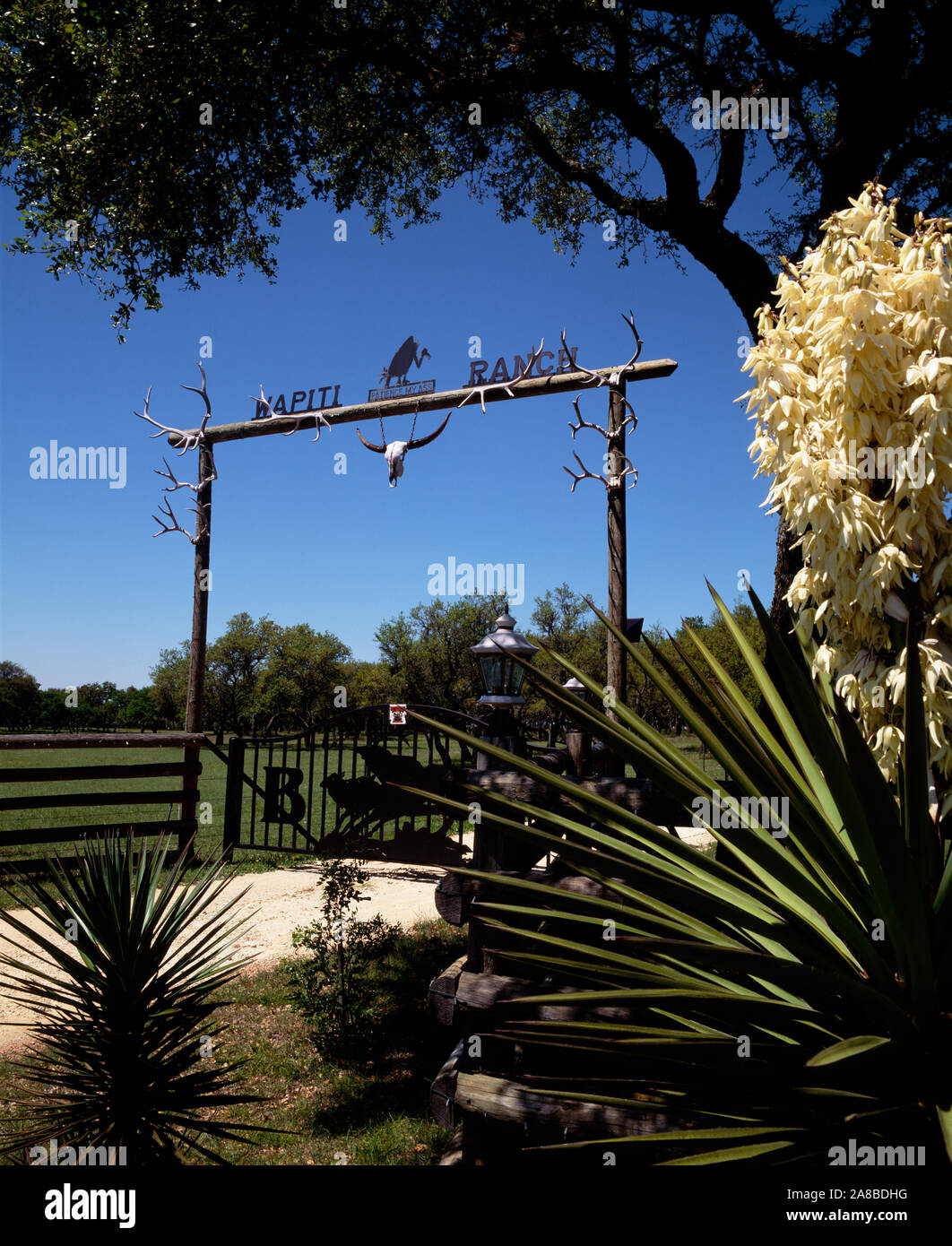 Texas Longhorn cattle skull hanging on a ranch gate, Texas, USA Stock Photo