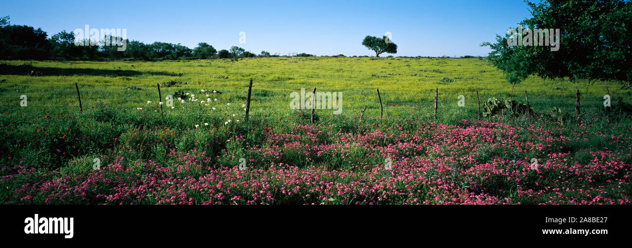 Flowers in a field, Llano County, Texas, USA Stock Photo