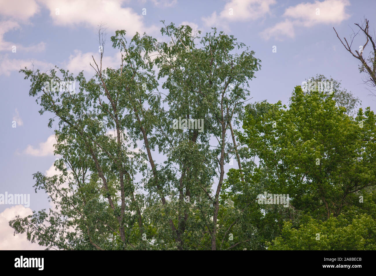 Crown of trees with the blue sky background Stock Photo - Alamy
