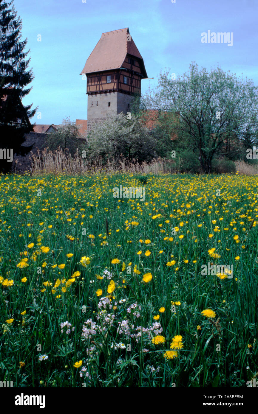 Bauerlinsturm Tower with flower field, Dinkelsbuhl, Middle Franconia, Franconia, Bavaria, Germany Stock Photo