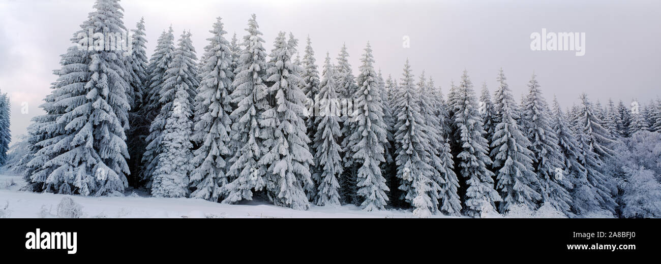 Evergreen trees covered with snow in winter, Schwarzwalder Hochwald, Germany Stock Photo