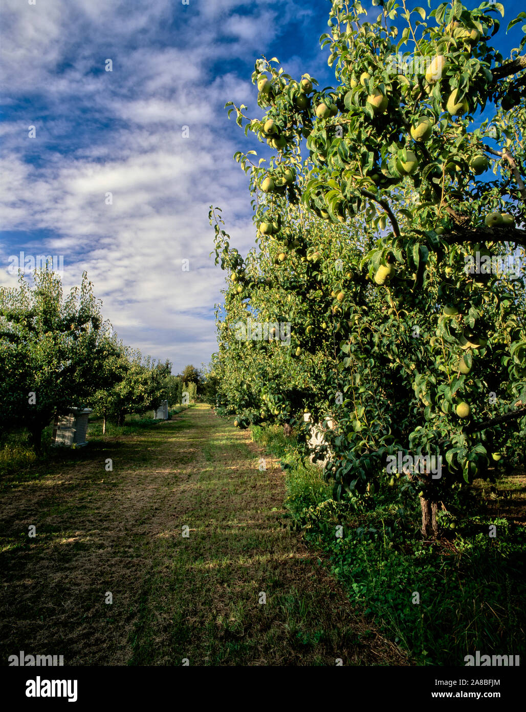 Pear orchard, Parkdale, Upper Hood River Valley, Oregon, USA Stock Photo