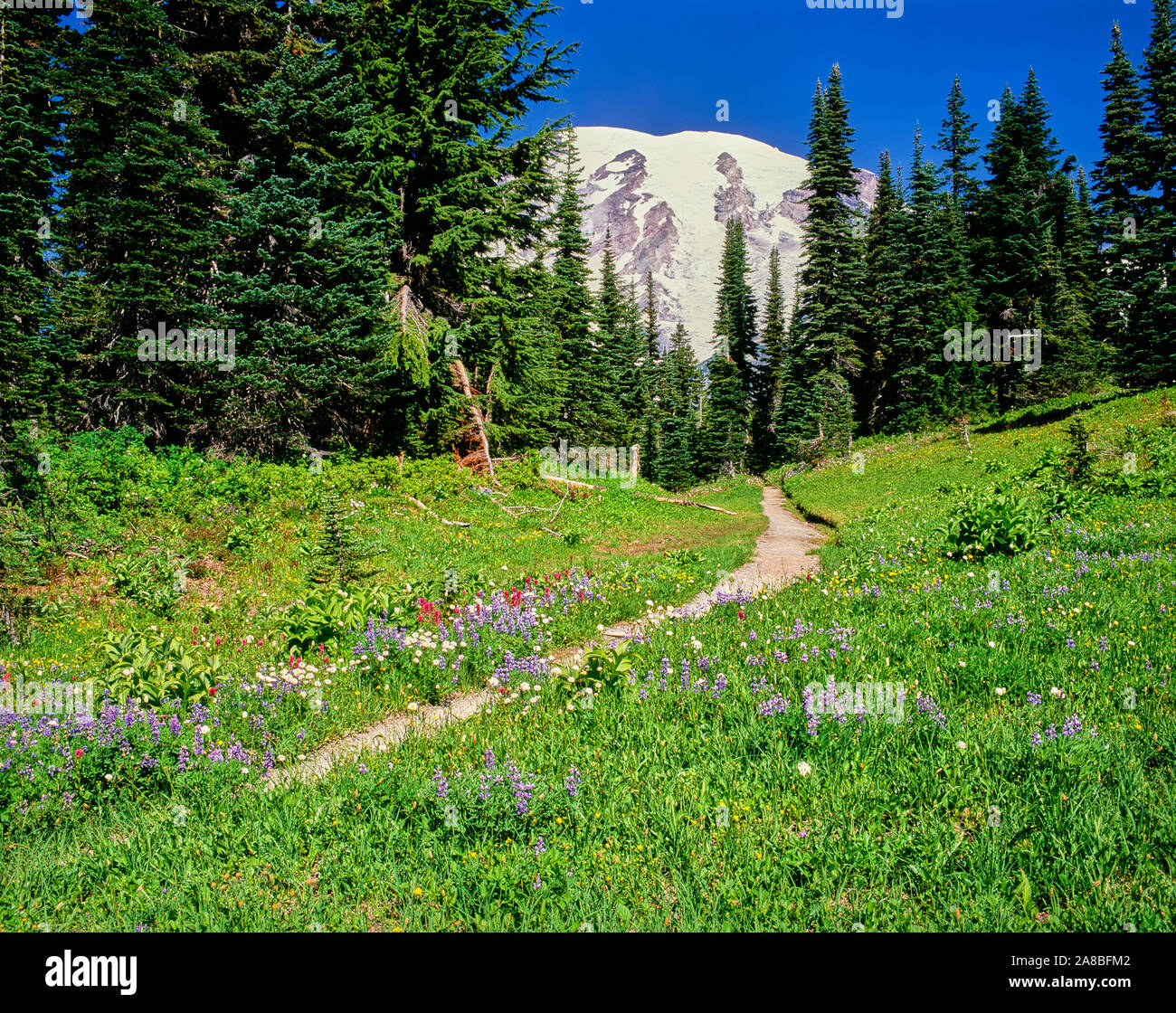 Hiking trail and summer wildflowers bloom along Mazama Ridge, Mt Rainier National Park, Washington State, USA Stock Photo