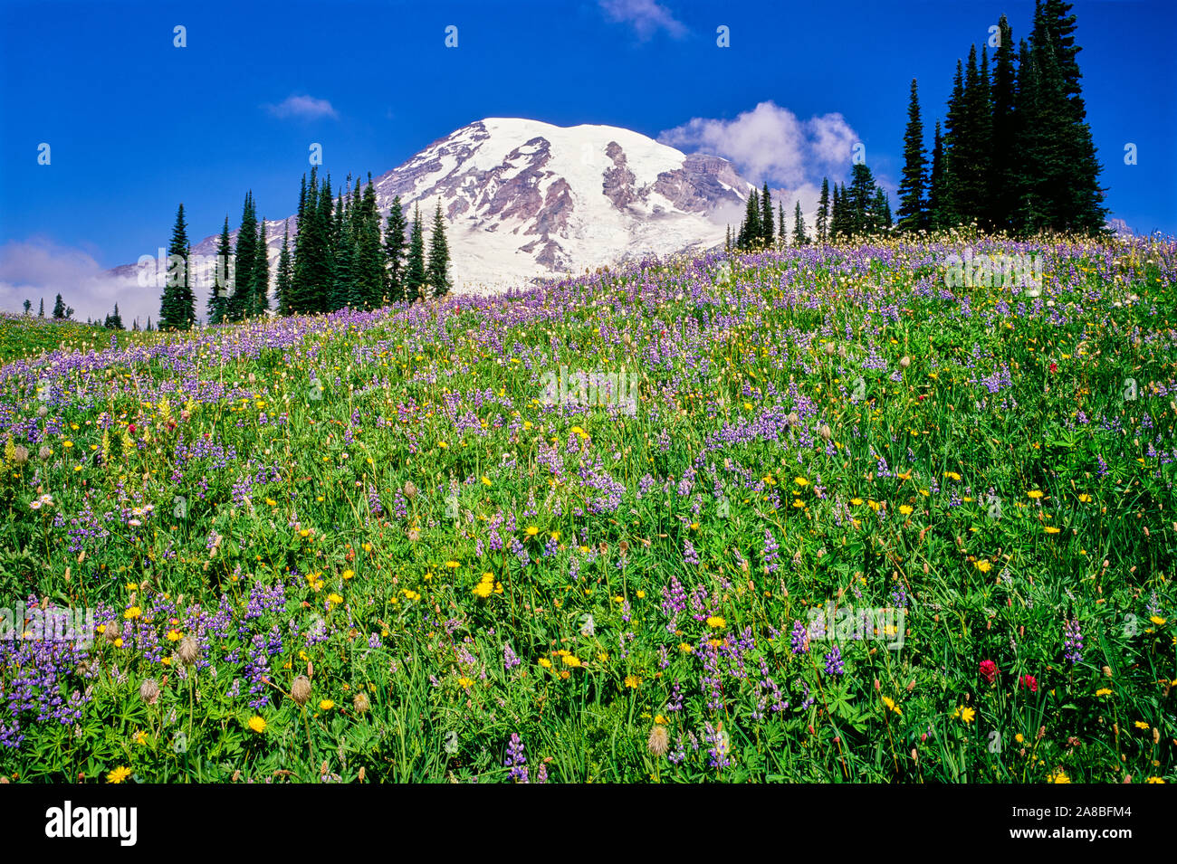Summer wildflowers bloom along Mazama Ridge below Mt Rainier, Mt Rainier National Park, Washington State, USA Stock Photo