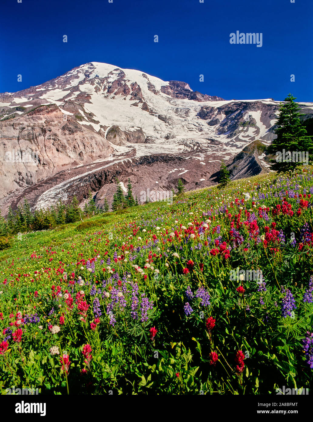 Summer wildflowers bloom in meadow below Nisqually Glacier on Mt