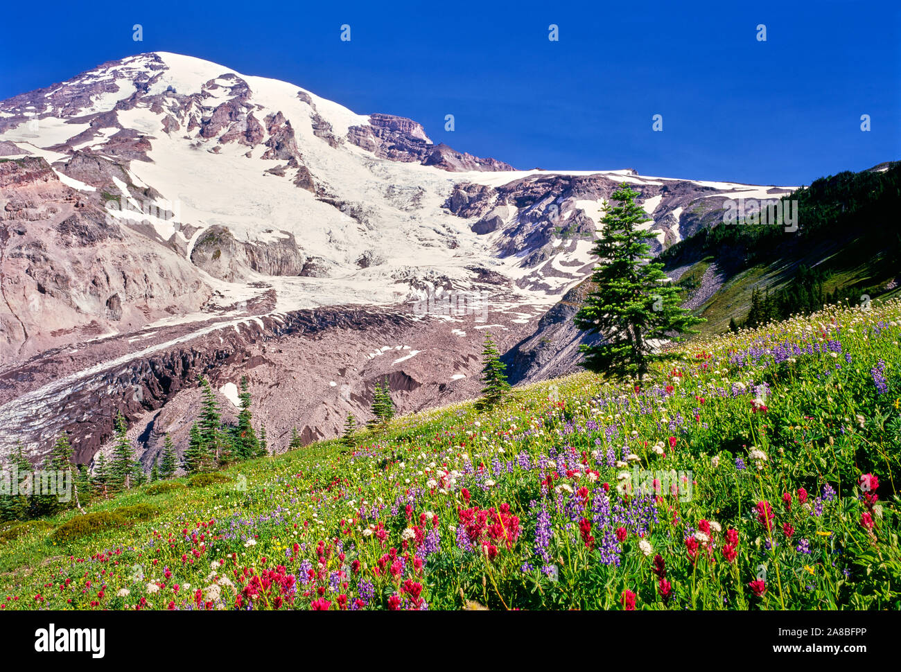 Summer wildflowers bloom in meadow below Nisqually Glacier on Mt