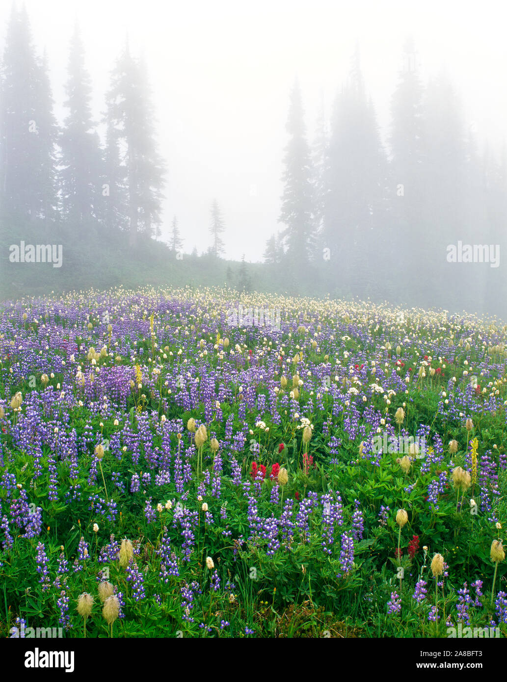 Lupine and Indian paintbrush in fog, Mazama Ridge, Mt Rainier National Park, Washington State, USA Stock Photo