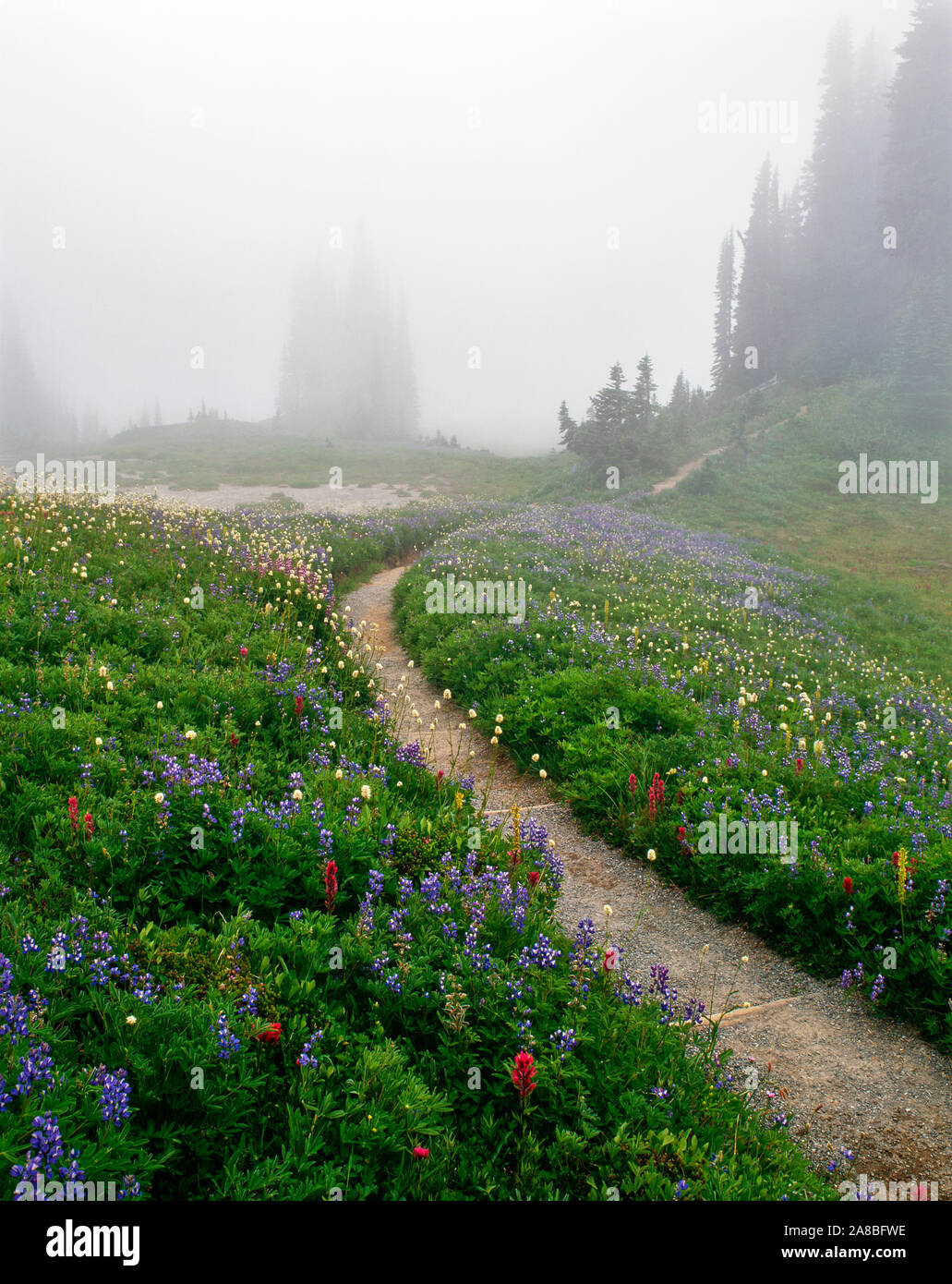 View of path on clearing in foggy day,  Mazama Ridge, Mount Rainier, Mount Rainier National Park, Washington, USA Stock Photo
