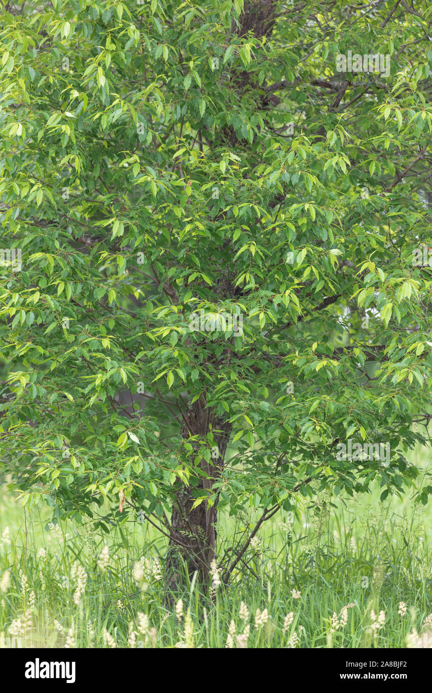 Chokecherry growing in northern Wisconsin Stock Photo Alamy