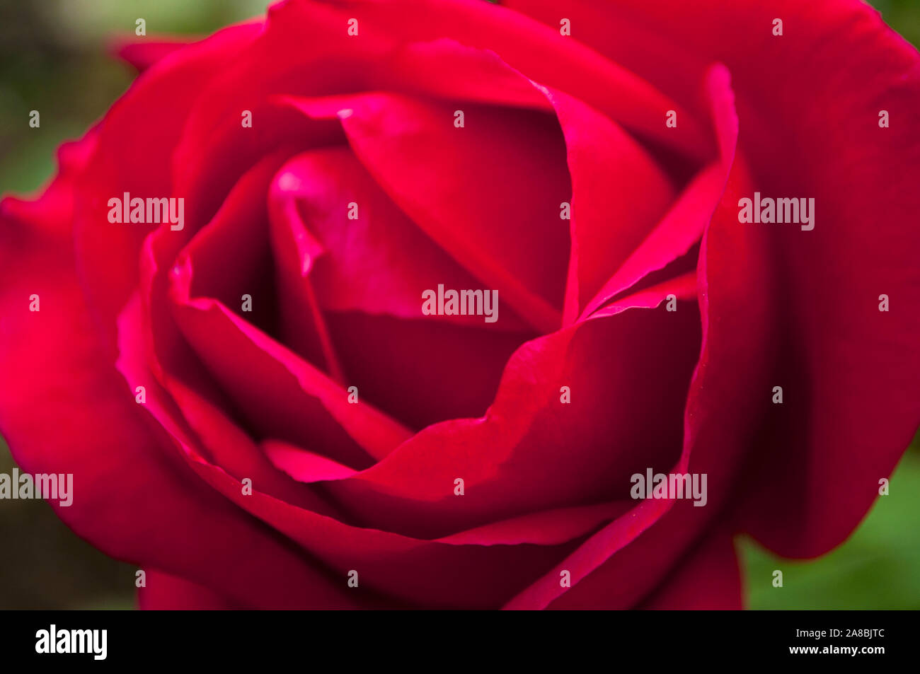 Blurred floral background. Head of a beutiful dark red rose with multiple petals. Floral concept. Stock Photo