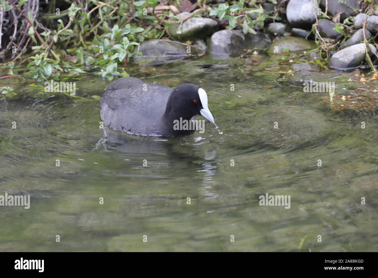 Eurasian Coot or Australian coot is a smart, dark-grey, duck-like waterbird, instantly recognizable from its bright white bill and frontal shield. Stock Photo