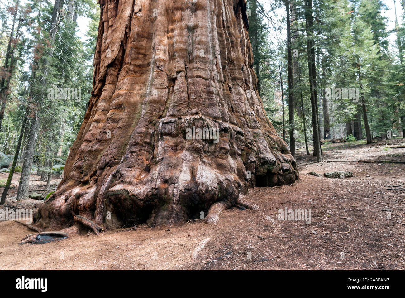 Giant Sequoia trees in the giant forest of Sequoia National Park (California). Stock Photo