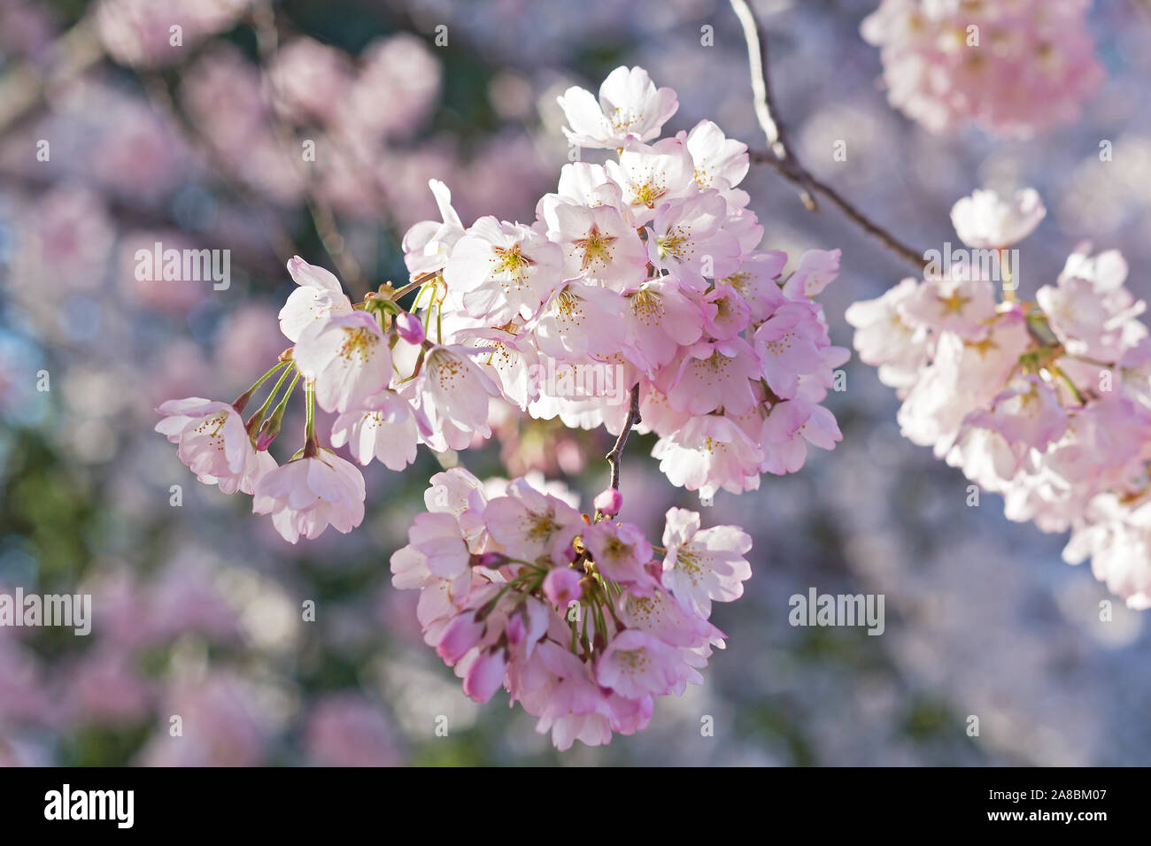 A shortlived beauty of cherry tree brunch with flowers. Springtime in