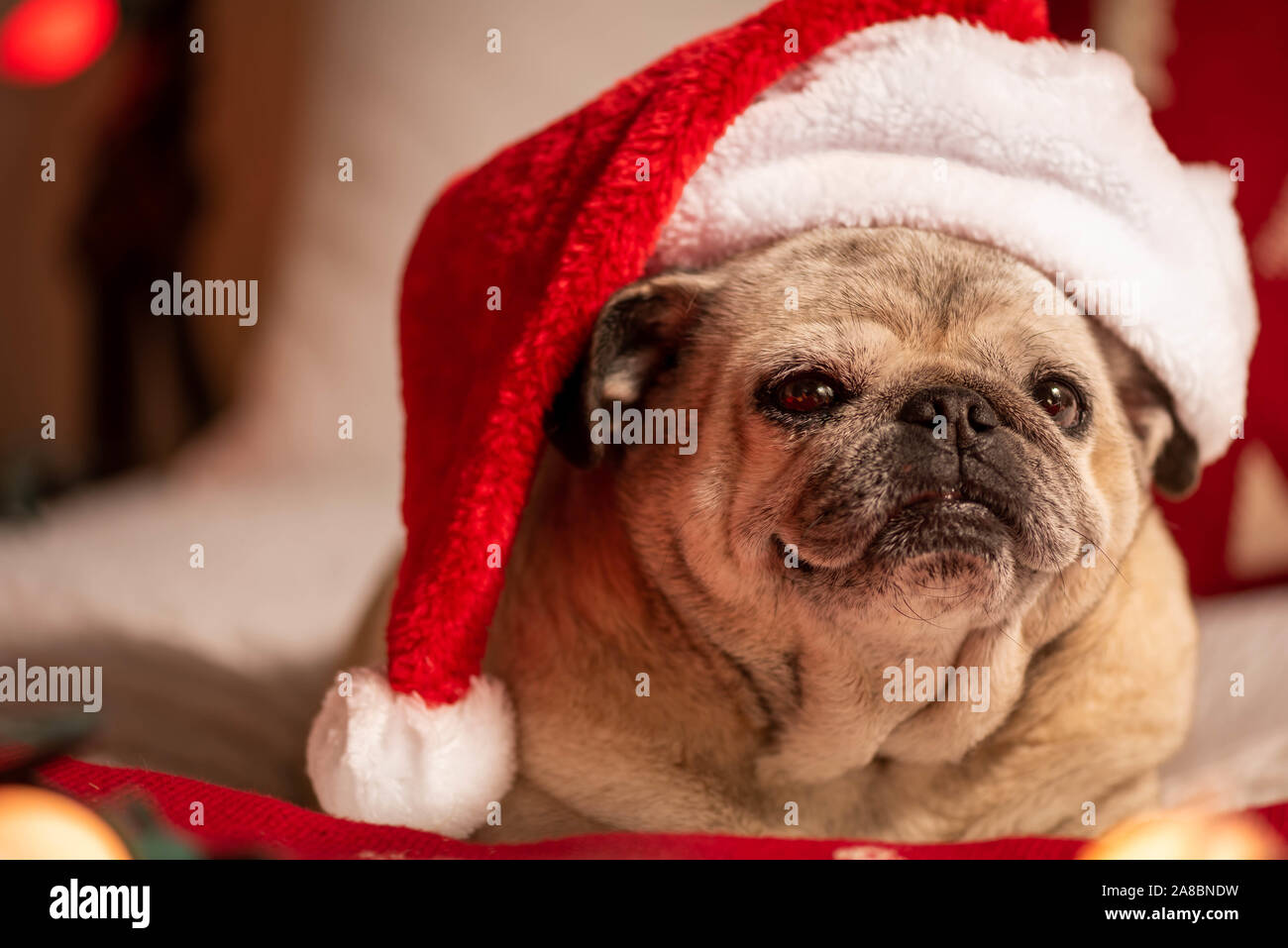 Portrait of a pug wearing a Santa hat on the Christmas themed background Stock Photo Alamy