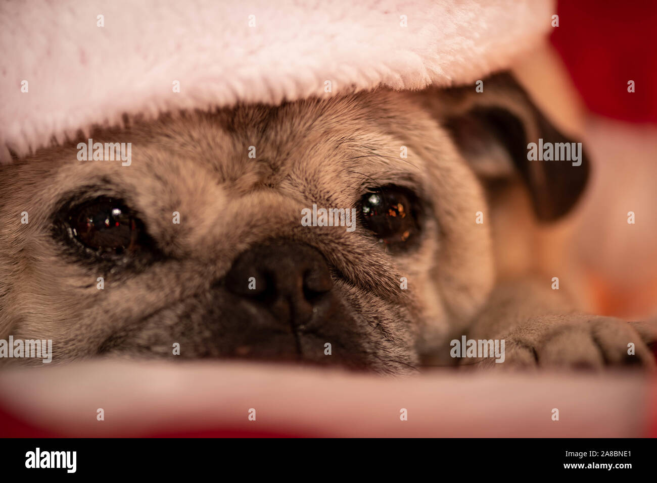 Pug wearing santa hat hi-res stock photography and images - Alamy
