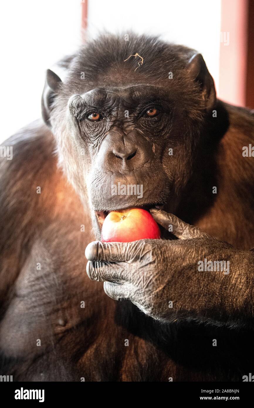 Hanover, Germany. 06th Nov, 2019. Chimpanzee Robby sits in his enclosure at the circus 'Belly' and eats an apple. The trial of the probably last circus monkey in Germany made headlines nationwide a year ago. The Lüneburg Higher Administrative Court (OVG) had decided that the elderly monkey could stay in the Circus Belly. Credit: Sina Schuldt/dpa/Alamy Live News Stock Photo