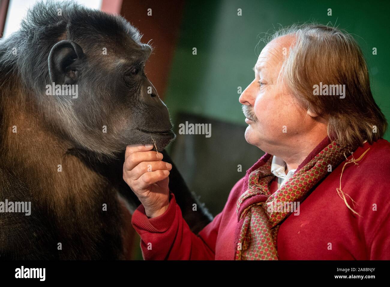 Hanover, Germany. 06th Nov, 2019. Circus director Klaus Köhler and chimpanzee Robby sit in Robby's enclosure in the circus 'Belly'. The trial of the probably last circus monkey in Germany made headlines nationwide a year ago. The Lüneburg Higher Administrative Court (OVG) had decided that the elderly monkey could stay in the Circus Belly. Credit: Sina Schuldt/dpa/Alamy Live News Stock Photo