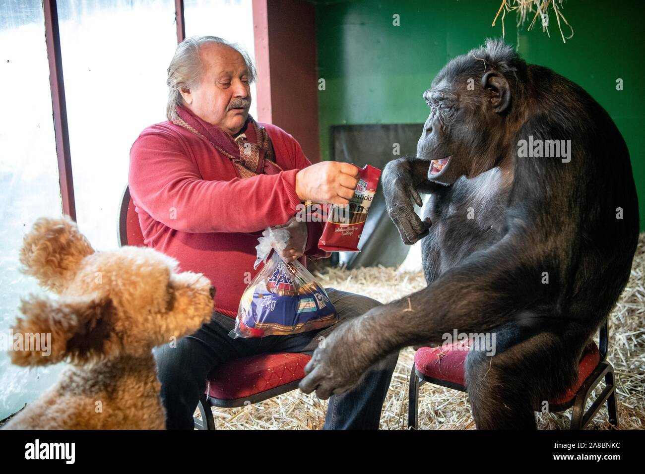 Hanover, Germany. 06th Nov, 2019. Circus director Klaus Köhler, chimpanzee Robby and dog Ted play in Robby's enclosure in the circus 'Belly'. The trial of the probably last circus monkey in Germany made headlines nationwide a year ago. The Lüneburg Higher Administrative Court (OVG) had decided that the elderly monkey could stay in the Circus Belly. Credit: Sina Schuldt/dpa/Alamy Live News Stock Photo