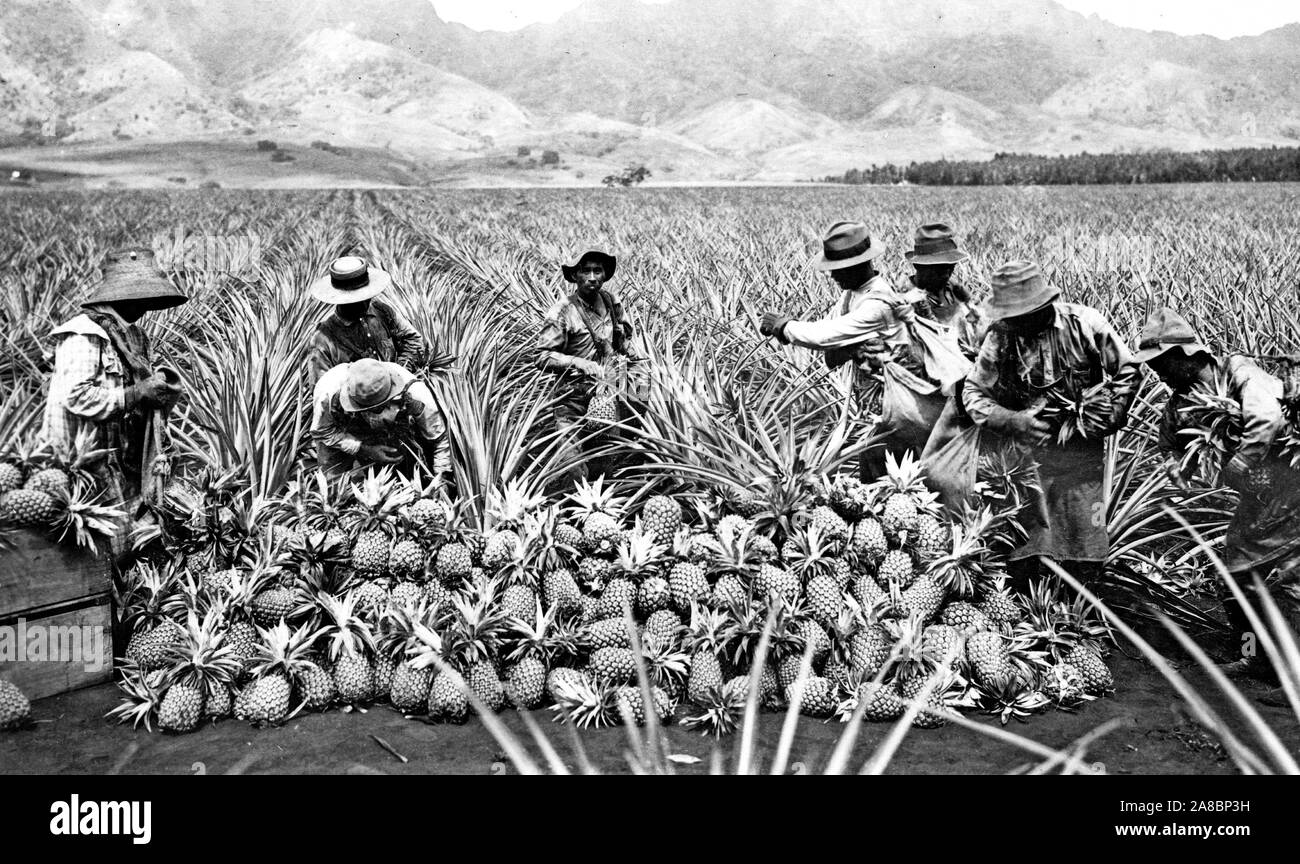 Scene on a pineapple plantation, with harvested pineapples, Hawaii 1910-1925 Stock Photo