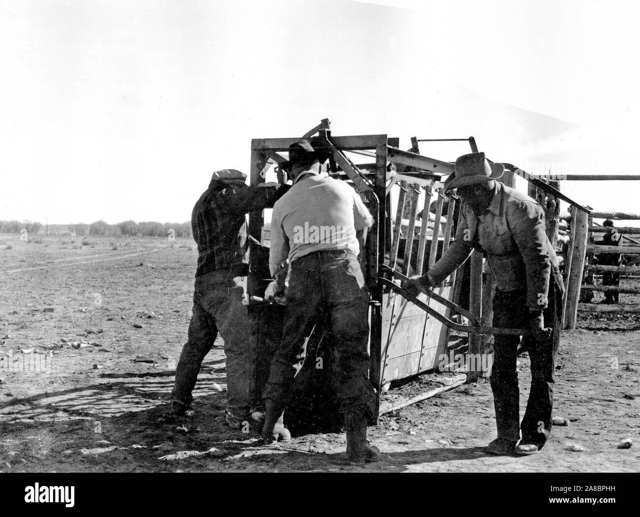 1940s cowboy cattle hi-res stock photography and images - Alamy