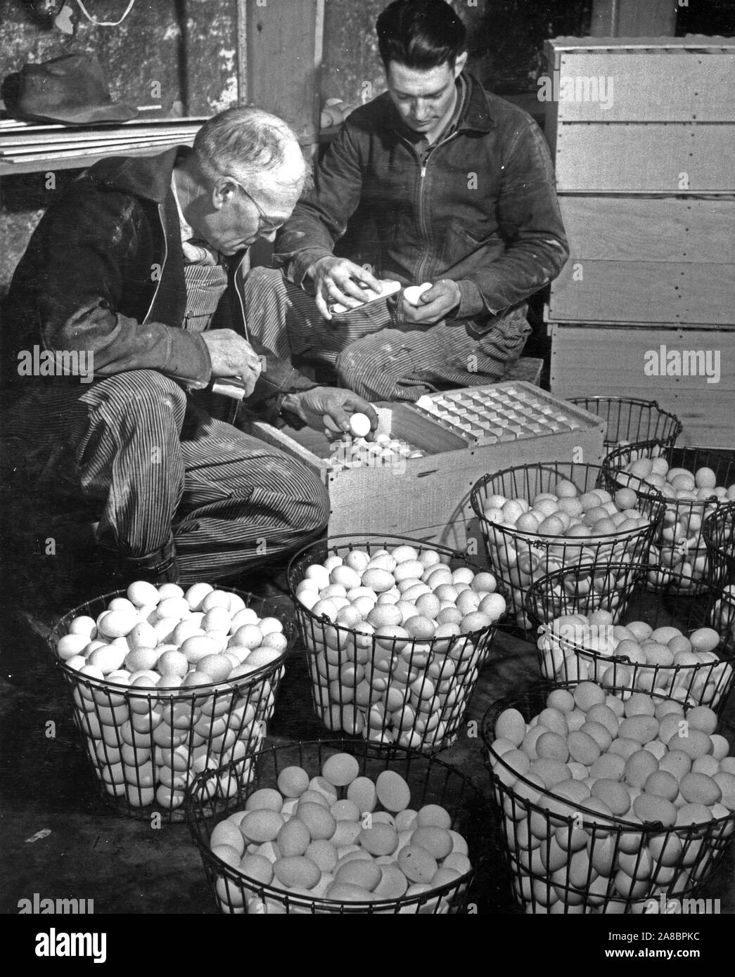 Cache County, Utah. A farmer and his son cleaning eggs in Cooling House. 1941 Stock Photo