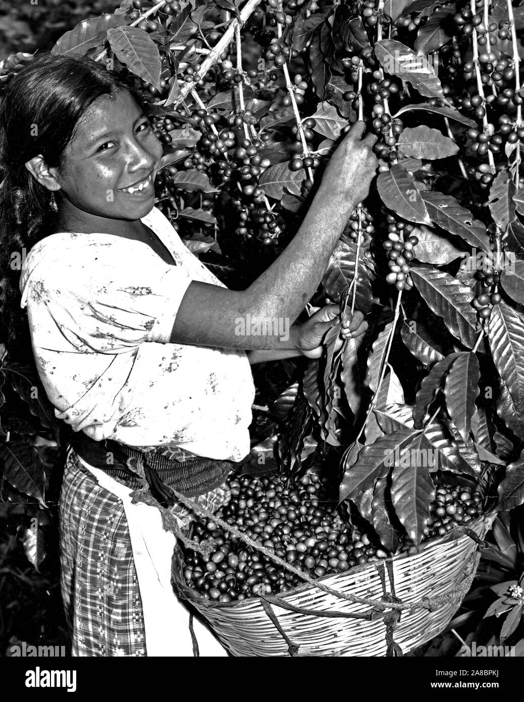 Guatemala coffee harvest Black and White Stock Photos & Images Alamy