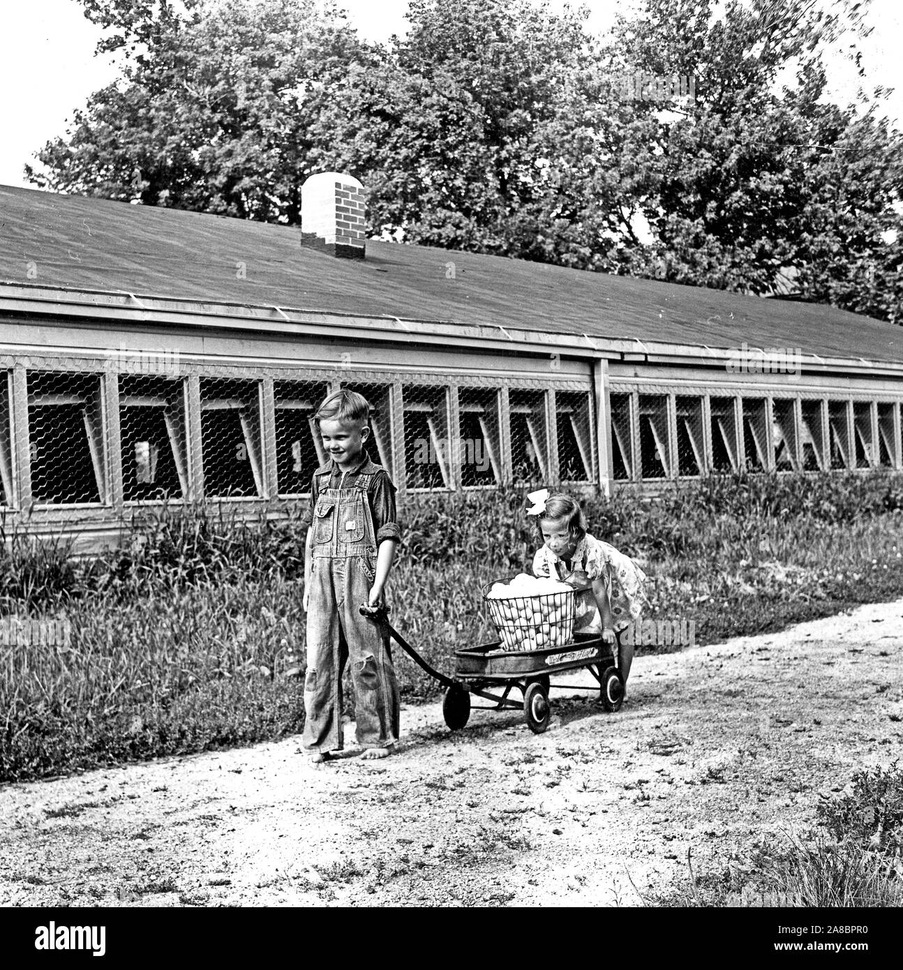 A 5 year old boy and his 4 year old sister pull a wagon of eggs in Livingston County, Illinois Stock Photo