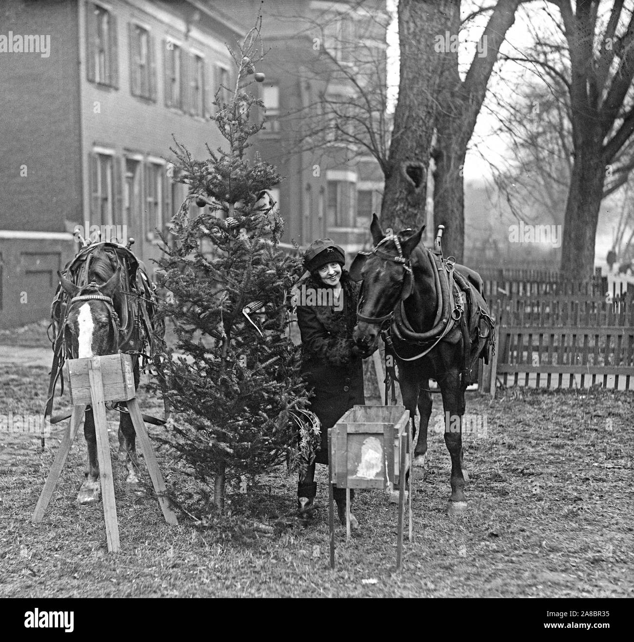 Horses eating and Christmas tree ca. 1927 or 1928 Stock Photo Alamy