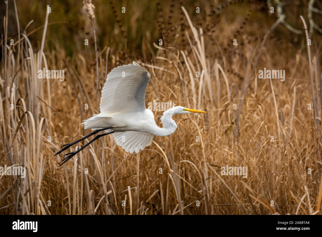 Great Egret Flying Over Tall Brown Grass Banking Left Stock Photo