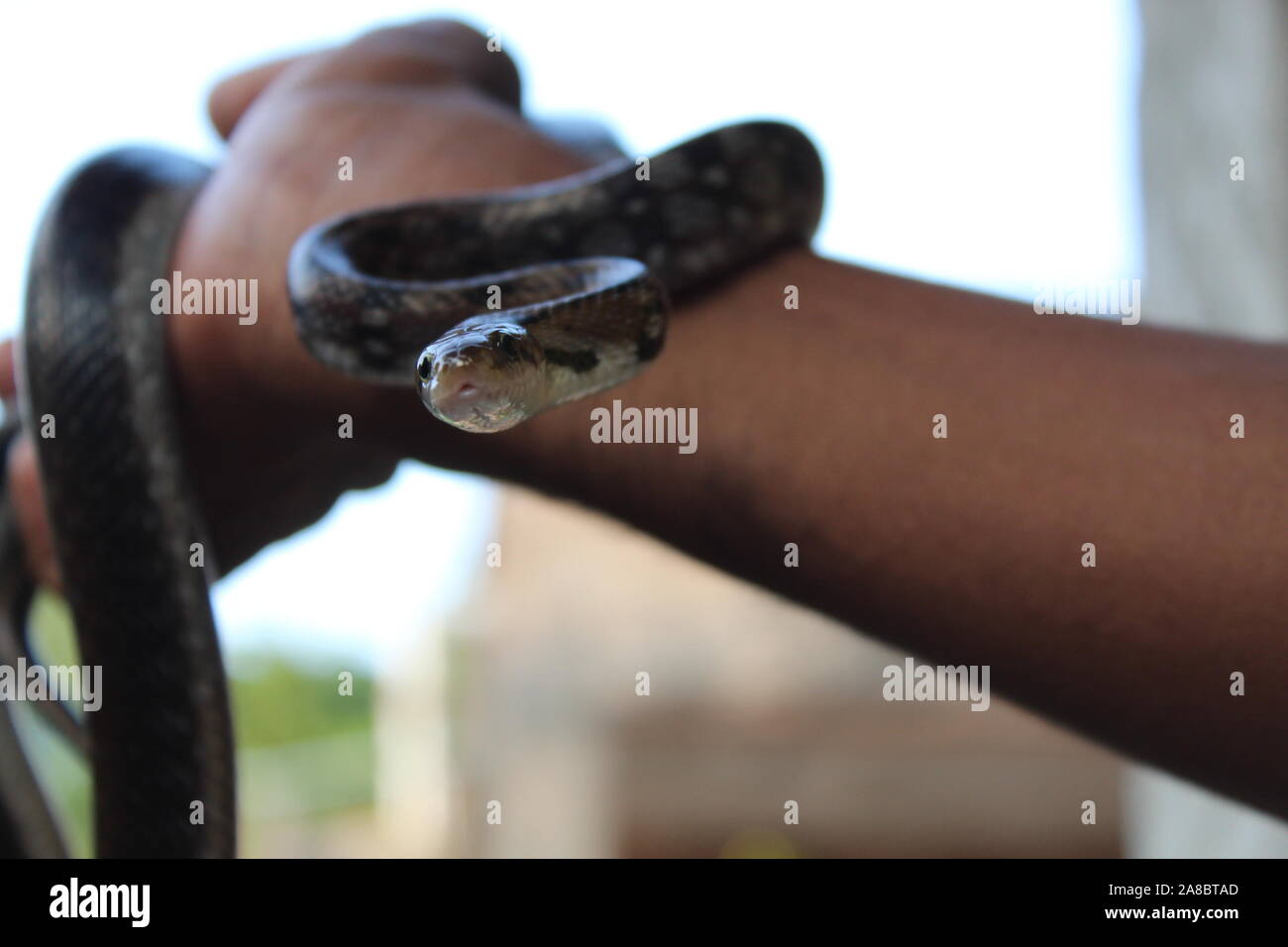 Black snake is in boy's hand. Stock Photo