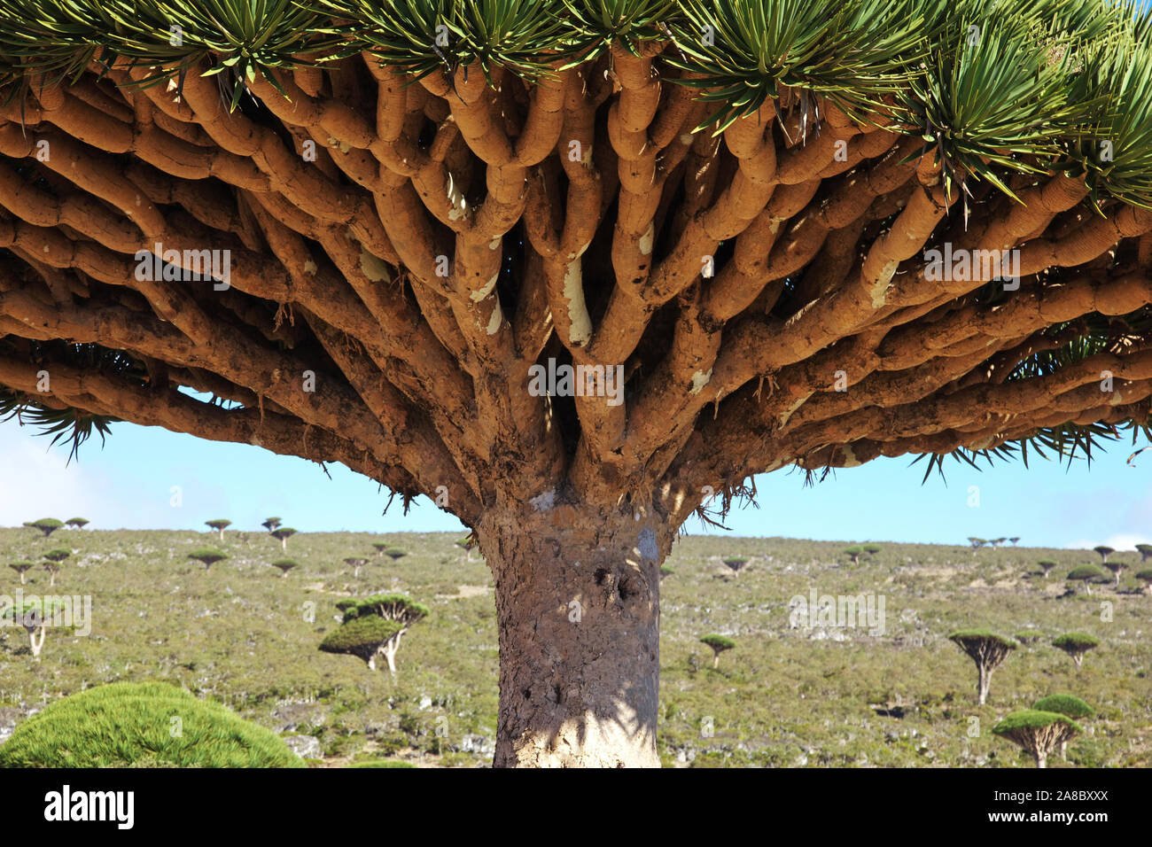 Dragon Tree Blood Tree On Homhil Plateau Socotra Island Indian Ocean Yemen Stock Photo Alamy Dragon Tree Blood Tree On Homhil Plateau Socotra Island Indian Ocean Yemen Stock Photo Alamy