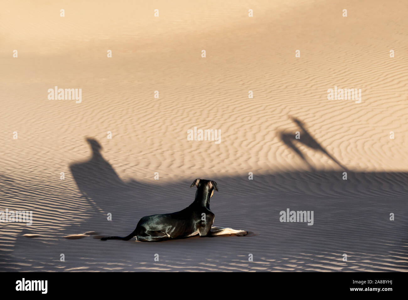 A young black Sloughi dog (Arabian greyhound) rests in the sand dunes in the Sahara desert of Morocco. Stock Photo