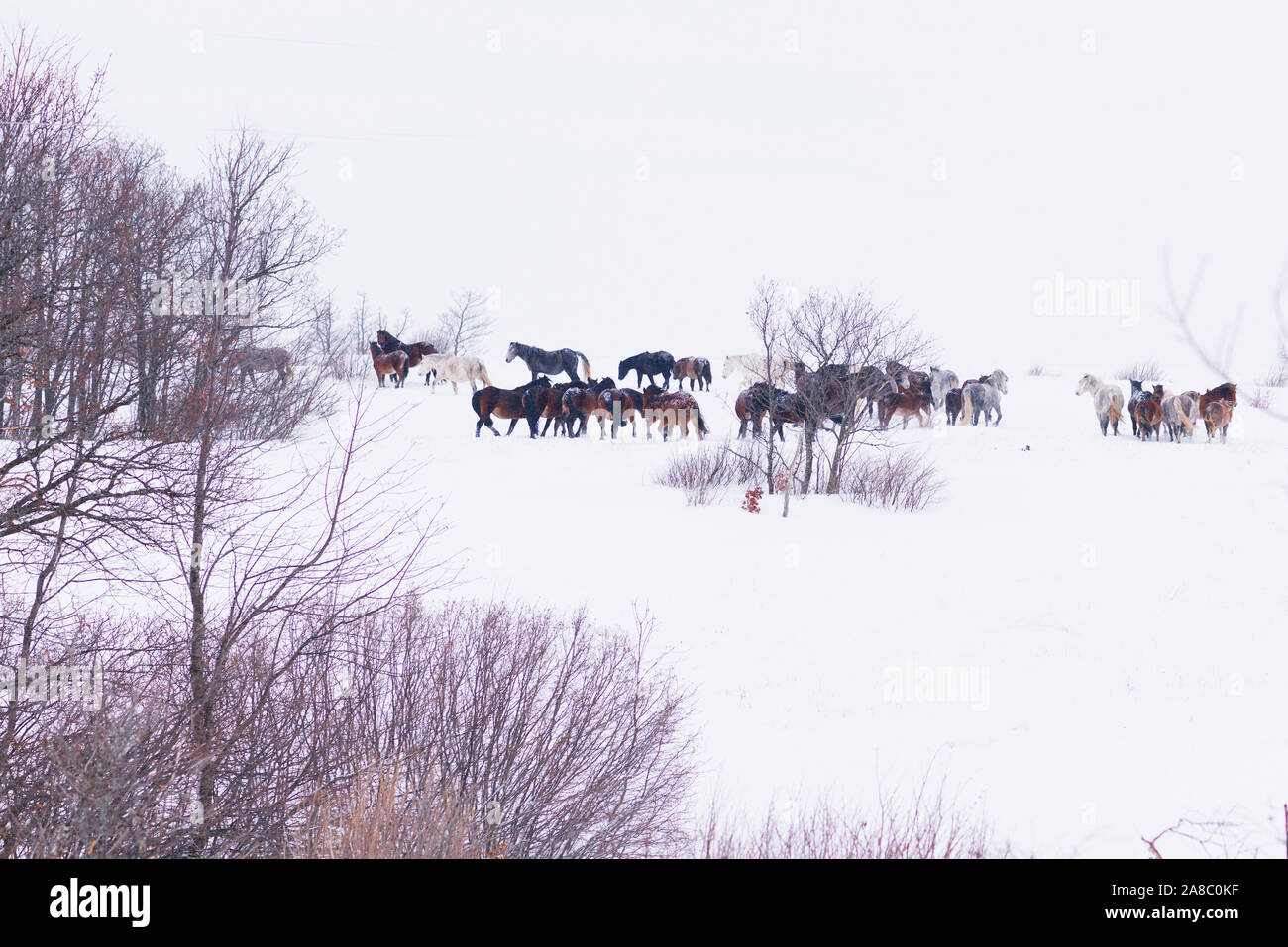 Group of wild horses playing in winter snow Stock Photo - Alamy